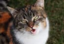Warum ist meine Katze laut? <span style='font-size:13px;'>| Mach den Test!</span> 