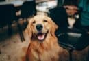 Was macht euren Hund richtig glücklich? <span style='font-size:13px;'>| Eure Antworten</span> 