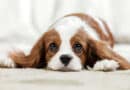 Kannst du die Bedürfnisse deines Hundes richtig verstehen? <span style='font-size:13px;'>| Mach den Test!</span> 