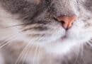 Welchen Geruch kann deine Katze überhaupt nicht leiden? <span style='font-size:13px;'>| Die besten Antworten</span> 