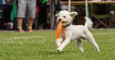 Dog-Frisbee – in welchem Alter?