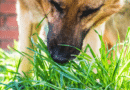 Mein Hund frisst Gras – Worauf muss ich achten?