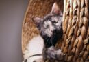 Ein sicheres Zuhause für blinde Katzen