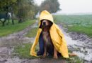 Wie reagiert euer Hund bei schlechtem Wetter? <span style='font-size:13px;'>| Die besten Antworten</span> 