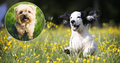 Hundetraining: Früh übt sich