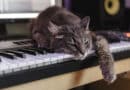 Ist meine Katze musikalisch? <span style='font-size:13px;'>| Mach den Test!</span> 