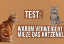 Warum verweigert Mieze das Katzenklo? <span style='font-size:13px;'>| Mach den Test!</span> 