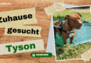 Zuhause gesucht: Tyson <span style='font-size:13px;'>| YouTube</span> 