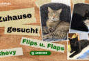 Zuhause gesucht: Chevy und Flips & Flaps <span style='font-size:13px;'>| YouTube</span> 
