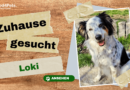 Zuhause gesucht: Loki <span style='font-size:13px;'>| YouTube</span> 