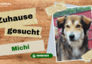 Zuhause gesucht: Michi <span style='font-size:13px;'>| YouTube</span> 