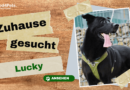 Zuhause gesucht: Lucky <span style='font-size:13px;'>| YouTube</span> 