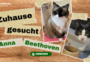 Zuhause gesucht: Anna & Beethoven <span style='font-size:13px;'>| YouTube</span> 
