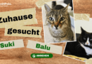 Zuhause gesucht: Suki & Balu <span style='font-size:13px;'>| YouTube</span> 