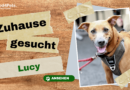 Zuhause gesucht: Lucy <span style='font-size:13px;'>| YouTube</span> 