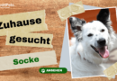 Zuhause gesucht: Socke <span style='font-size:13px;'>| YouTube</span> 