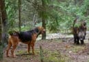 Wilde Gefahren im Wald <span style='font-size:13px;'>| Worauf Hundehaltende beim Gassigehen im Gehölz achten sollten</span> 