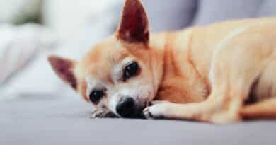 Jeder Chihuahua kann alleine bleiben <span style='font-size:13px;'>| So geht´s!</span> 