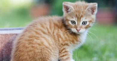 Junge Katzen impfen und vor Krankheiten schützen
