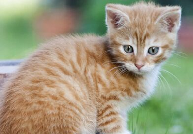 Junge Katzen impfen und vor Krankheiten schützen