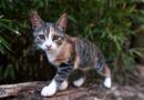 Ist deine Katze fürs Freigänger-Leben geeignet? <span style='font-size:13px;'>| Mach den Test!</span> 