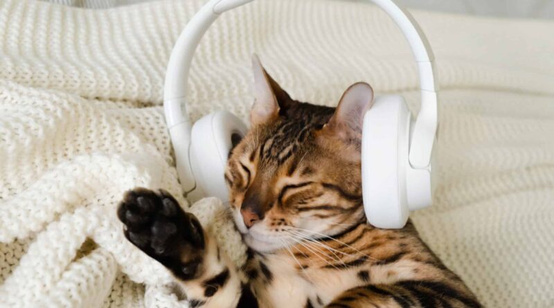 Welche Musik mögen Katzen?