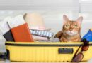 Sorgenfrei in den Urlaub: Der Leitfaden für Katzenbesitzer