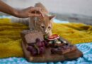 Was dürfen Katzen fressen und was nicht? Ein umfassender Guide