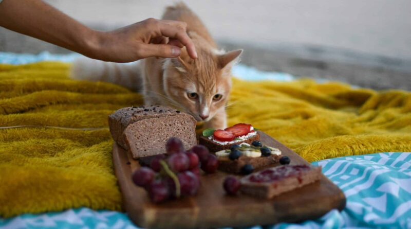 Was dürfen Katzen fressen und was nicht? Ein umfassender Guide