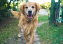 Hunde als Therapeuten: Die Macht des Wedelns!