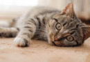 Fortschritt bei der Behandlung von Katzendiabetes