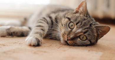 Fortschritt bei der Behandlung von Katzendiabetes